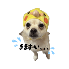 kirara_20260613170031