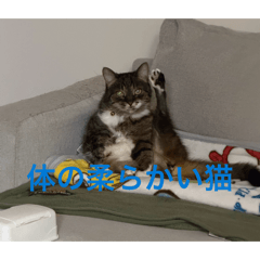 UTAKOTE_20260611191631