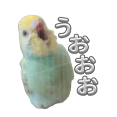 Born to be KONDO