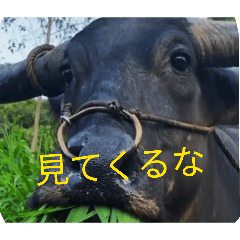 Pusk00000426_20260611170045