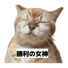 Tai_20260611201736