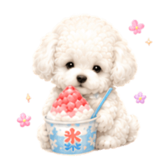 Fluffy Summer Festival Toy Poodle
