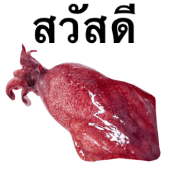 Flesh Baby squid 6