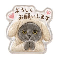 Alice & Suzu Puffy Cat Stickers