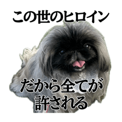 dosukoi_20260612013055