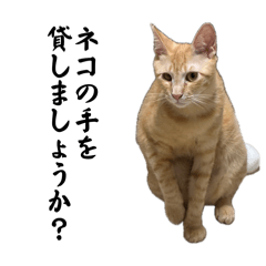 Gentle_neko_20260611214921