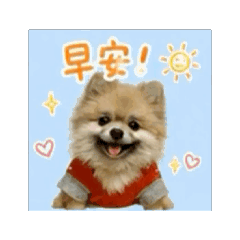 Js博美犬祝福