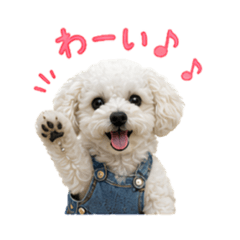Denim White Poodle