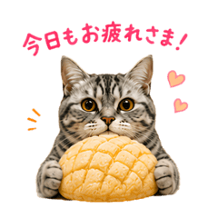 A Bread-Loving Cat's Daily Life.