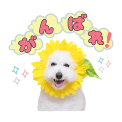 ビションフリーゼはにまる君