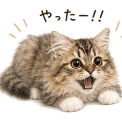 ponkichi_20260613171835