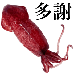 Flesh Baby squid 8