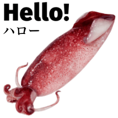 Flesh Baby squid 14