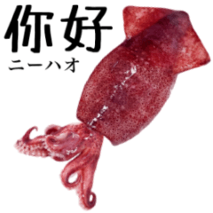 Flesh Baby squid 12