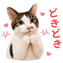 Nico-chan Feelings Stickers