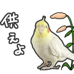 Whimsical cockatiel photo stickers 2