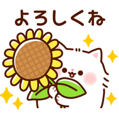 Fluffy little cat summer