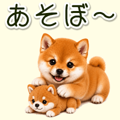 もふもふ豆柴の元気な毎日