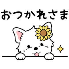 やさしいウエスティ『基本セット』2