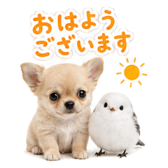 Chihuahua & Snow Fairy Polite Stickers