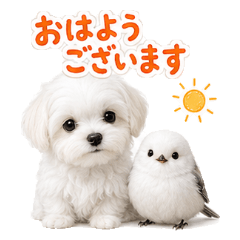 Maltese & Snow Fairy Polite Stickers