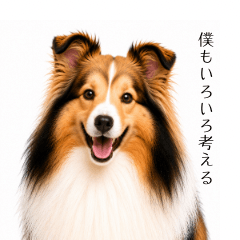 Sheltie Reactions