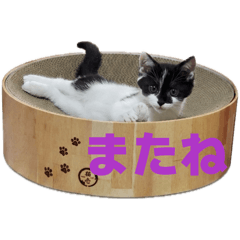 mimi_20260621154327