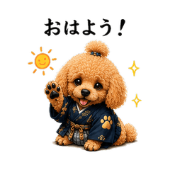 Samurai Toy Poodle Daily Life