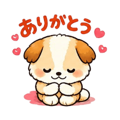 cute Shih Tzu 1