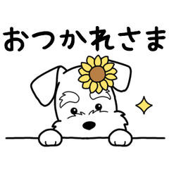 やさしいシュナウザー『基本セット』2