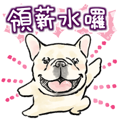 Working French Bulldog!