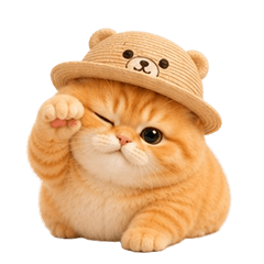 Cat Orange Cut Cat( no text)