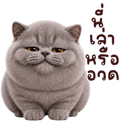 Chubby GrayCat