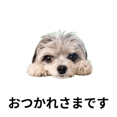 Chiwamaru love