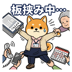 Working Shiba Inu Girl Care Manager Life