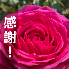 毎日、薔薇に言葉を添えて2