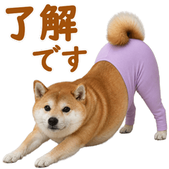 ヨガパンツをはいた柴犬❤️日常敬語シニア