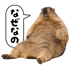 Cute Marmot Friends