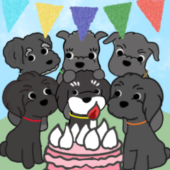black schnauzer 6 ranger