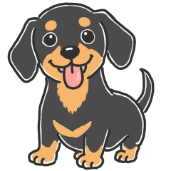Everyday Black&Tan Dachshund