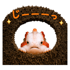 Kumadori Frogfish Stickers