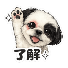 NERO(Shih-Tzu dog)