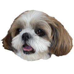 Koharu the Shih Tzu