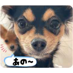 syurin_20260613201720