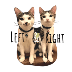 Left and Right the Cats