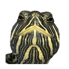 kaka_20260614002106