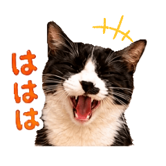 tomo_20260614001419