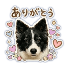 日常使える❤️ボーダーコリー