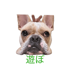 Shota_20260613170533