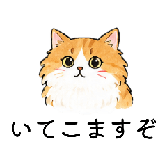 japanese cat Kansai dialect